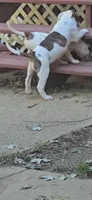 Mask, a female American Bulldog for sale in Chesterton, IN – 3 of 5