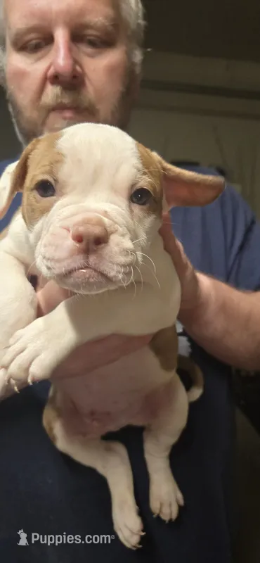 Chomp  – American Bulldog puppy for sale in Chesterton, IN