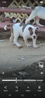 Mask, a female American Bulldog for sale in Chesterton, IN – 2 of 5