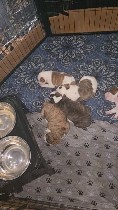 Female 2, a female American Bulldog for sale in Chesterton, IN – 10 of 10