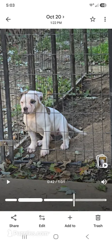Star – American Bulldog puppy for sale in Chesterton, IN
