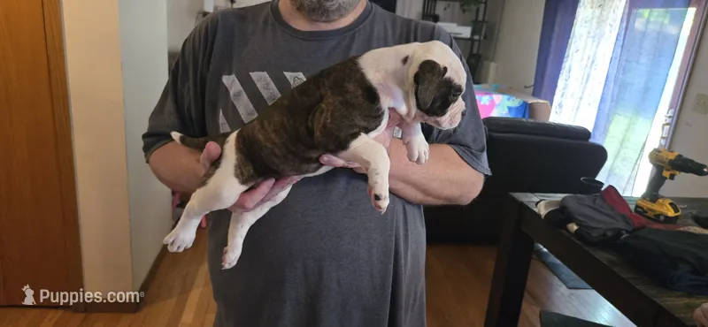 Reeses – American Bulldog puppy for sale in Chesterton, IN
