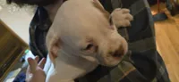 Red, a female American Bulldog for sale in Chesterton, IN – 7 of 7