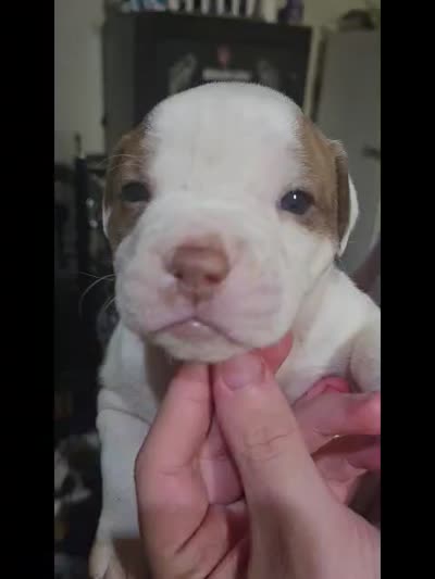 Chomp , a male American Bulldog for sale in Chesterton, IN – 2 of 2