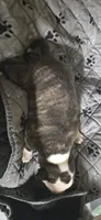 Female 1, a female American Bulldog for sale in Chesterton, IN – 2 of 6