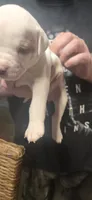 Storm, a female American Bulldog for sale in Chesterton, IN – 3 of 8