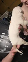 Storm, a female American Bulldog for sale in Chesterton, IN – 6 of 8