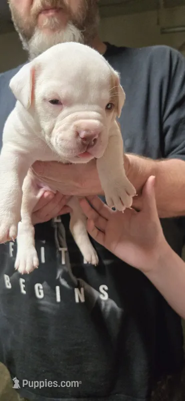 Storm – American Bulldog puppy for sale in Chesterton, IN