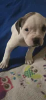 Star, a female American Bulldog for sale in Chesterton, IN – 5 of 10