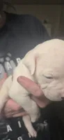 White boy Rick, a male American Bulldog for sale in Chesterton, IN – 6 of 7