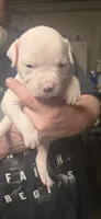 White boy Rick, a male American Bulldog for sale in Chesterton, IN – 5 of 7