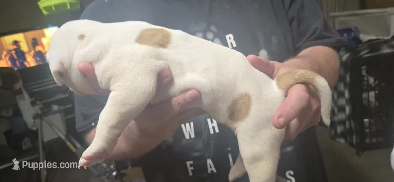 Storm – American Bulldog puppy for sale in Chesterton, IN