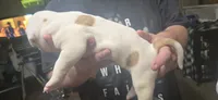Storm, a female American Bulldog for sale in Chesterton, IN – 1 of 8