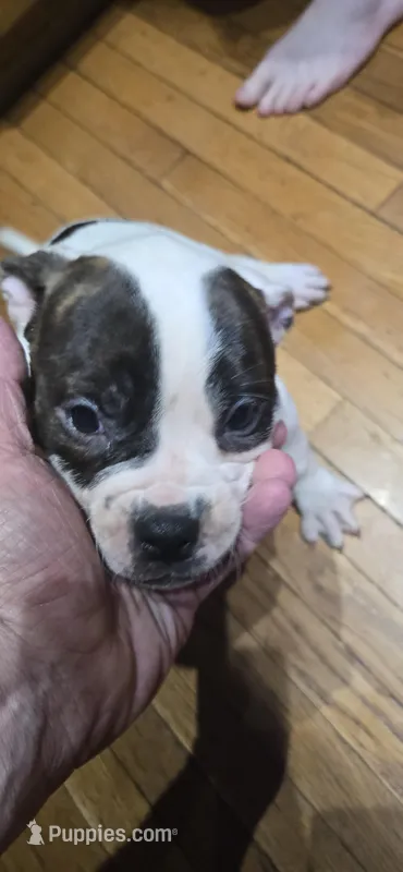Dimond  – American Bulldog puppy for sale in Chesterton, IN