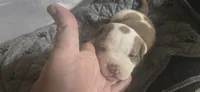 Female 2, a female American Bulldog for sale in Chesterton, IN – 2 of 10