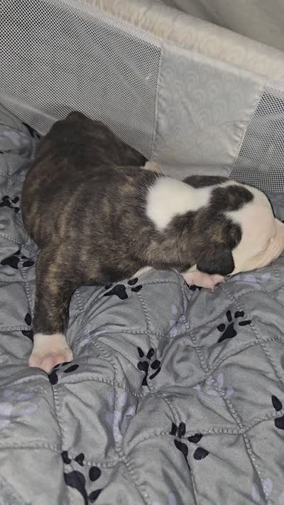 Female 1, a female American Bulldog for sale in Chesterton, IN – 5 of 6