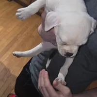 Nugget , a male American Bulldog for sale in Chesterton, IN – Photo 2 of 6