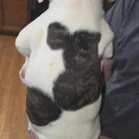 Nugget , a male American Bulldog for sale in Chesterton, IN – Photo 4 of 6