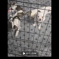 Nugget , a male American Bulldog for sale in Chesterton, IN – Photo 1 of 6