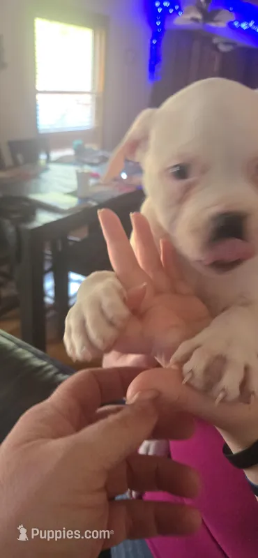 Nugget  – American Bulldog puppy for sale in Chesterton, IN