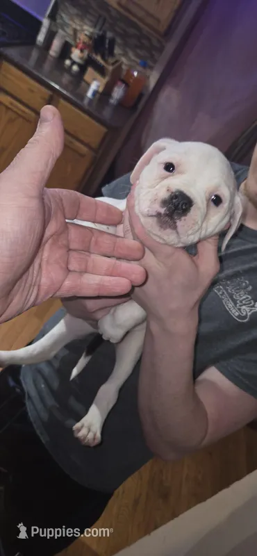 Nugget  – American Bulldog puppy for sale in Chesterton, IN