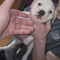 Nugget , a male American Bulldog for sale in Chesterton, IN – Photo 3 of 6