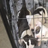 Nugget , a male American Bulldog for sale in Chesterton, IN – Photo 6 of 6