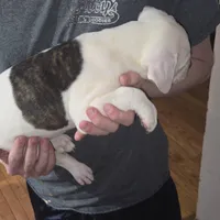 Nugget , a male American Bulldog for sale in Chesterton, IN – Photo 5 of 6