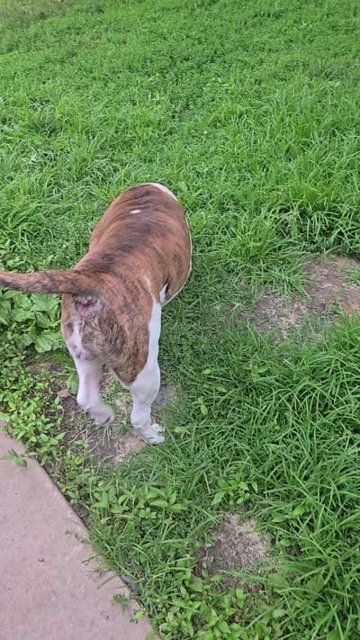 Female 1, a female American Bulldog for sale in Chesterton, IN – 6 of 6