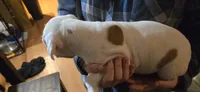 Red, a female American Bulldog for sale in Chesterton, IN – 6 of 7