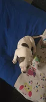 Star, a female American Bulldog for sale in Chesterton, IN – 3 of 10