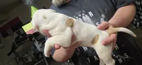 Storm, a female American Bulldog for sale in Chesterton, IN – 7 of 8