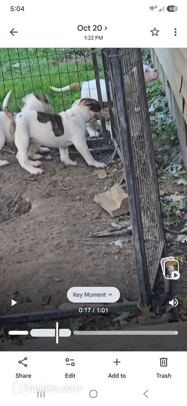 Mask – American Bulldog puppy for sale in Chesterton, IN