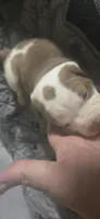 Female 2, a female American Bulldog for sale in Chesterton, IN – 3 of 10