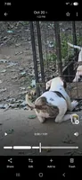 Mask, a female American Bulldog for sale in Chesterton, IN – 5 of 5