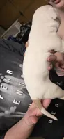 Storm, a female American Bulldog for sale in Chesterton, IN – 8 of 8