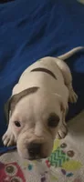 Star, a female American Bulldog for sale in Chesterton, IN – 4 of 10