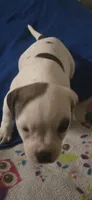 Star, a female American Bulldog for sale in Chesterton, IN – 6 of 10