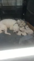 White boy Rick, a male American Bulldog for sale in Chesterton, IN – 7 of 7