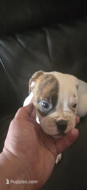 Patches , a female American Bulldog for sale in Chesterton, IN – Photo 1 of 6