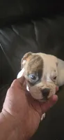 Patches , a female American Bulldog for sale in Chesterton, IN – Photo 1 of 6