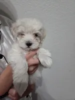 Missy, a female Maltese and Poodle - Toy  for sale in Peoria, AZ – Photo 2 of 3
