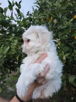 Missy, a female Maltese and Poodle - Toy  for sale in Peoria, AZ – Photo 3 of 3