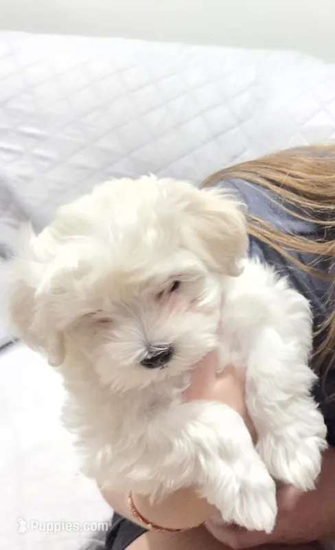 Missy – Maltese, Poodle - Toy  puppy for sale in Peoria, AZ