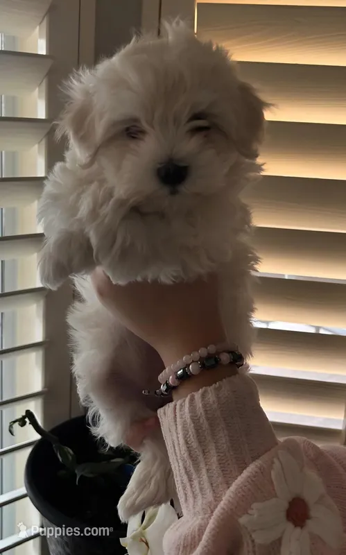 Missy – Maltese, Poodle - Toy  puppy for sale in Peoria, AZ