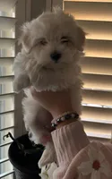 Missy, a female Maltese and Poodle - Toy  for sale in Peoria, AZ – Photo 1 of 3