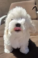 Coco, a female Maltese and Poodle - Toy  for sale in Peoria, AZ – Photo 4 of 9