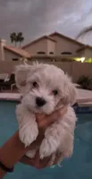 Coco, a female Maltese and Poodle - Toy  for sale in Peoria, AZ – Photo 3 of 4