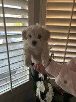 Coco, a female Maltese and Poodle - Toy  for sale in Peoria, AZ – Photo 2 of 4