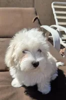 Coco, a female Maltese and Poodle - Toy  for sale in Peoria, AZ – Photo 2 of 9